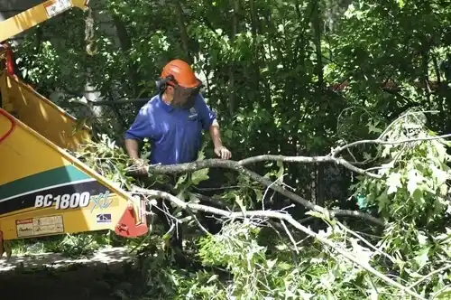 tree services South Henderson